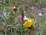 Schmetterling Schmetterling