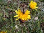 Blumen Blumen