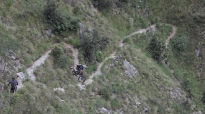 larici2