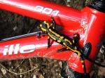 salamander salamander